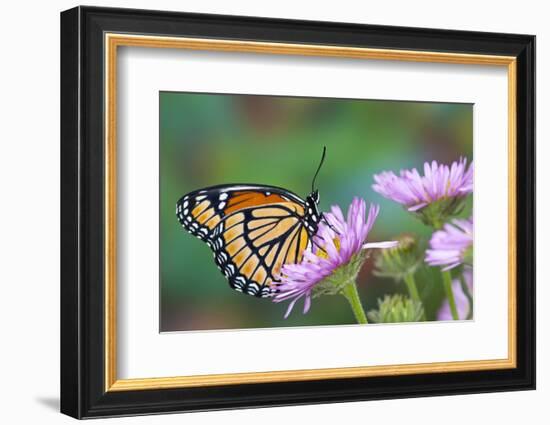 Viceroy Butterfly That Mimics the Monarch Butterfly-Darrell Gulin-Framed Photographic Print