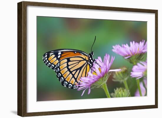 Viceroy Butterfly That Mimics the Monarch Butterfly-Darrell Gulin-Framed Photographic Print