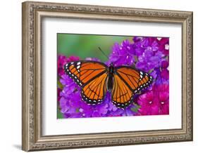 Viceroy Butterfly That Mimics the Monarch Butterfly-Darrell Gulin-Framed Photographic Print