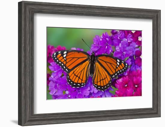 Viceroy Butterfly That Mimics the Monarch Butterfly-Darrell Gulin-Framed Photographic Print