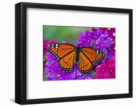 Viceroy Butterfly That Mimics the Monarch Butterfly-Darrell Gulin-Framed Photographic Print