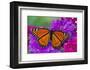 Viceroy Butterfly That Mimics the Monarch Butterfly-Darrell Gulin-Framed Photographic Print