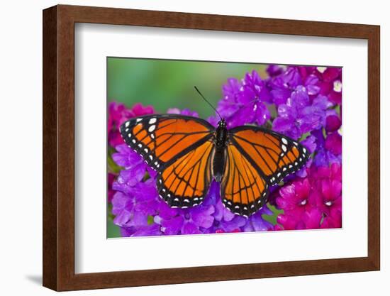 Viceroy Butterfly That Mimics the Monarch Butterfly-Darrell Gulin-Framed Photographic Print