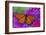 Viceroy Butterfly That Mimics the Monarch Butterfly-Darrell Gulin-Framed Photographic Print