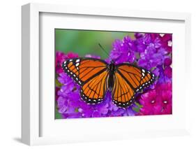 Viceroy Butterfly That Mimics the Monarch Butterfly-Darrell Gulin-Framed Photographic Print