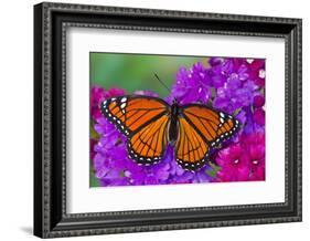 Viceroy Butterfly That Mimics the Monarch Butterfly-Darrell Gulin-Framed Photographic Print