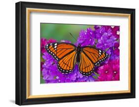 Viceroy Butterfly That Mimics the Monarch Butterfly-Darrell Gulin-Framed Photographic Print