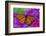 Viceroy Butterfly That Mimics the Monarch Butterfly-Darrell Gulin-Framed Photographic Print