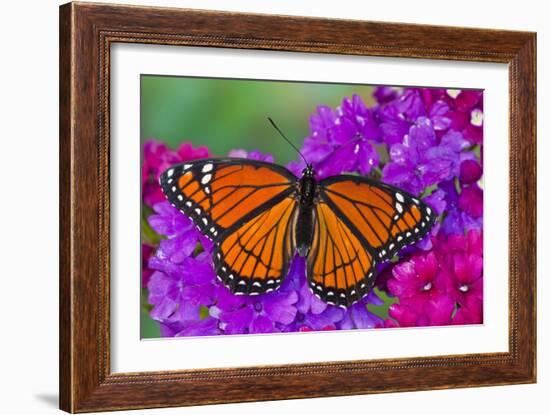 Viceroy Butterfly That Mimics the Monarch Butterfly-Darrell Gulin-Framed Photographic Print