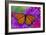 Viceroy Butterfly That Mimics the Monarch Butterfly-Darrell Gulin-Framed Photographic Print