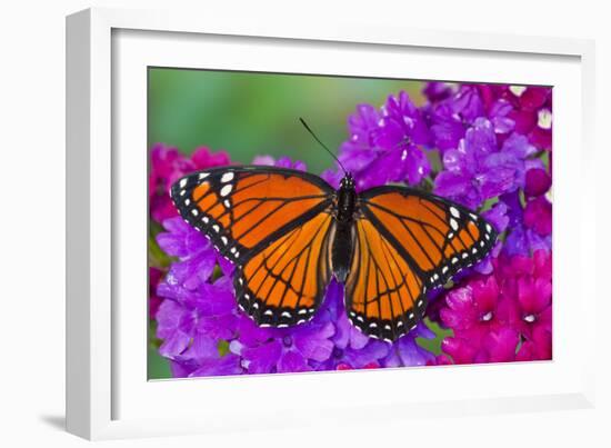 Viceroy Butterfly That Mimics the Monarch Butterfly-Darrell Gulin-Framed Photographic Print