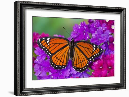 Viceroy Butterfly That Mimics the Monarch Butterfly-Darrell Gulin-Framed Photographic Print