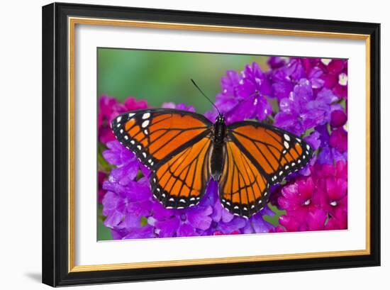 Viceroy Butterfly That Mimics the Monarch Butterfly-Darrell Gulin-Framed Photographic Print