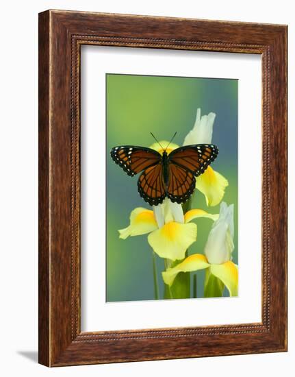 Viceroy Butterfly That Mimics the Monarch Butterfly-Darrell Gulin-Framed Photographic Print