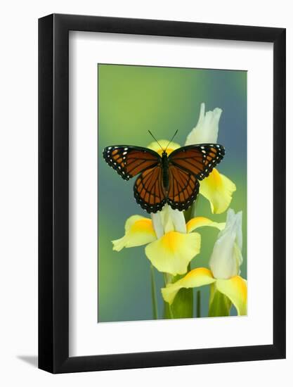 Viceroy Butterfly That Mimics the Monarch Butterfly-Darrell Gulin-Framed Photographic Print