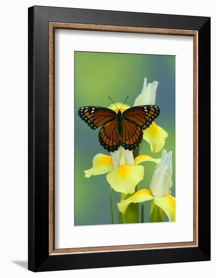 Viceroy Butterfly That Mimics the Monarch Butterfly-Darrell Gulin-Framed Photographic Print