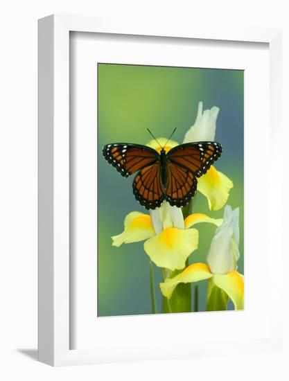 Viceroy Butterfly That Mimics the Monarch Butterfly-Darrell Gulin-Framed Photographic Print