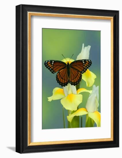 Viceroy Butterfly That Mimics the Monarch Butterfly-Darrell Gulin-Framed Photographic Print