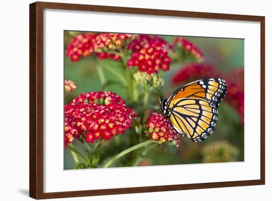 Viceroy Butterfly That Mimics the Monarch Butterfly-Darrell Gulin-Framed Photographic Print