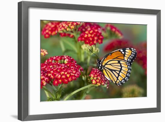 Viceroy Butterfly That Mimics the Monarch Butterfly-Darrell Gulin-Framed Photographic Print