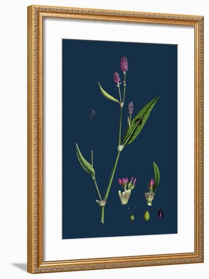 Vicia Bithynica; Bithynian Vetch-null-Framed Giclee Print