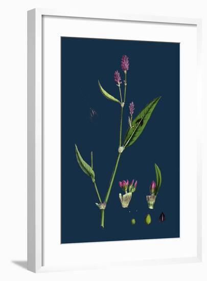 Vicia Bithynica; Bithynian Vetch-null-Framed Giclee Print