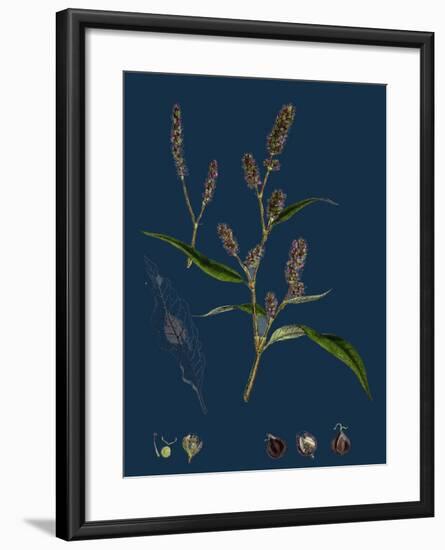 Vicia Cracca; Tufted Vetch-null-Framed Giclee Print