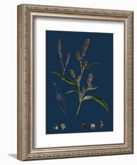 Vicia Cracca; Tufted Vetch-null-Framed Giclee Print
