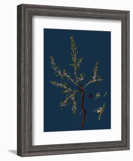 Vicia Lathyroides; Spring Vetch-null-Framed Giclee Print