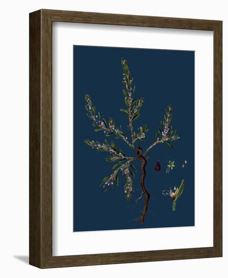 Vicia Lathyroides; Spring Vetch-null-Framed Giclee Print