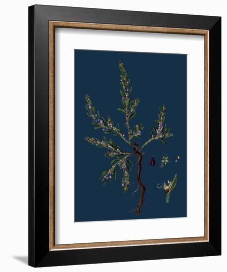 Vicia Lathyroides; Spring Vetch-null-Framed Giclee Print