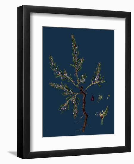 Vicia Lathyroides; Spring Vetch-null-Framed Giclee Print