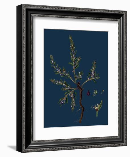 Vicia Lathyroides; Spring Vetch-null-Framed Giclee Print