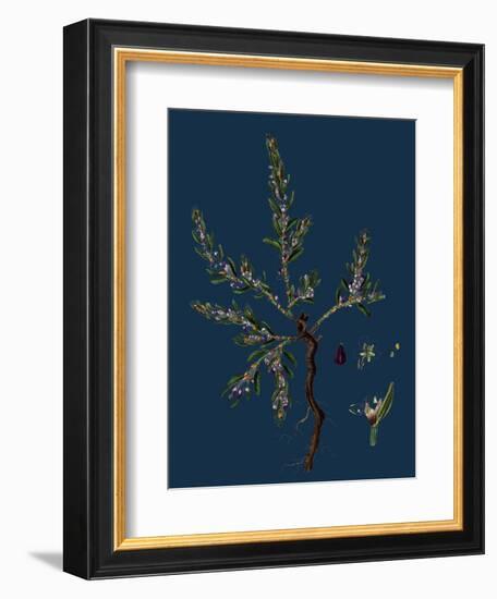 Vicia Lathyroides; Spring Vetch-null-Framed Giclee Print