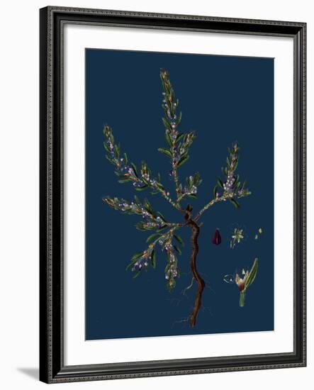 Vicia Lathyroides; Spring Vetch-null-Framed Giclee Print