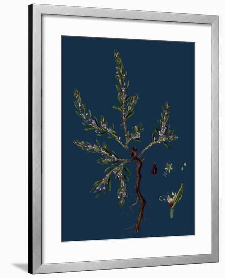 Vicia Lathyroides; Spring Vetch-null-Framed Giclee Print