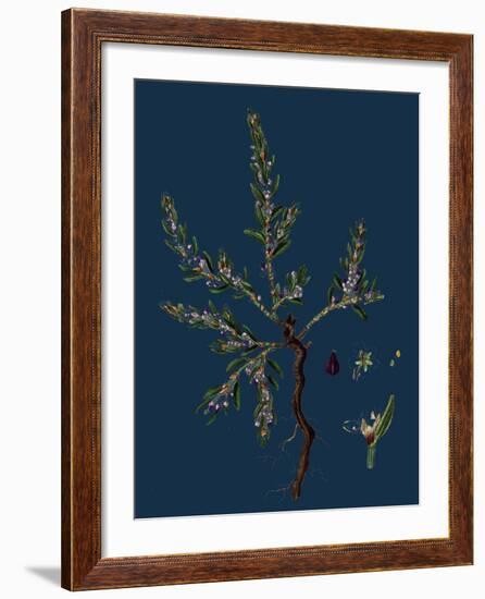 Vicia Lathyroides; Spring Vetch-null-Framed Giclee Print