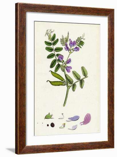 Vicia Sepium Bush Vetch-null-Framed Giclee Print