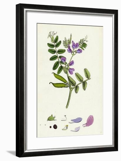 Vicia Sepium Bush Vetch-null-Framed Giclee Print