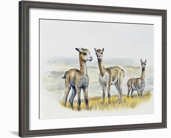 Vicogna Fawns (Vicugna Vicugna), Camelidae, Drawing-null-Framed Giclee Print