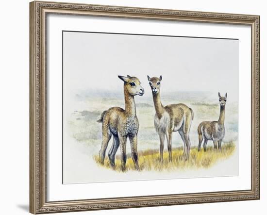 Vicogna Fawns (Vicugna Vicugna), Camelidae, Drawing-null-Framed Giclee Print