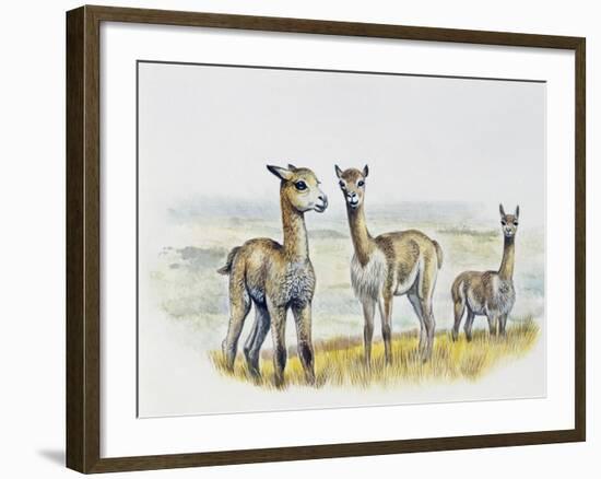 Vicogna Fawns (Vicugna Vicugna), Camelidae, Drawing-null-Framed Giclee Print