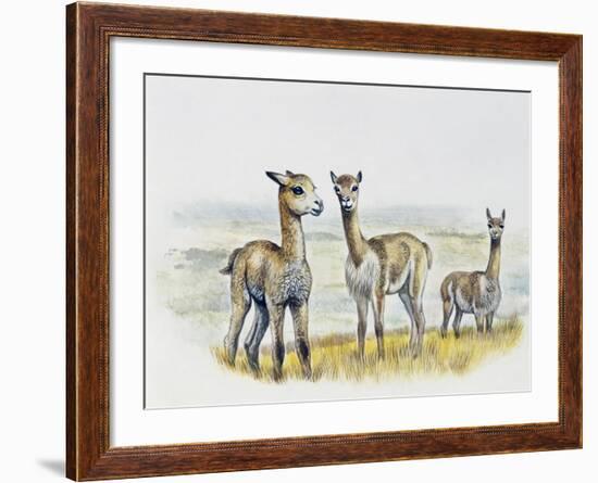 Vicogna Fawns (Vicugna Vicugna), Camelidae, Drawing-null-Framed Giclee Print