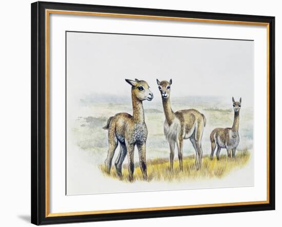 Vicogna Fawns (Vicugna Vicugna), Camelidae, Drawing-null-Framed Giclee Print