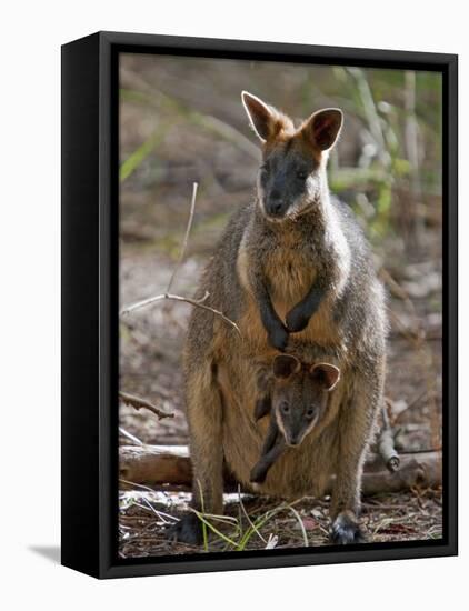 Victoria, A Wallaby and Her Joey on Phillip Island, Australia-Nigel Pavitt-Framed Premier Image Canvas
