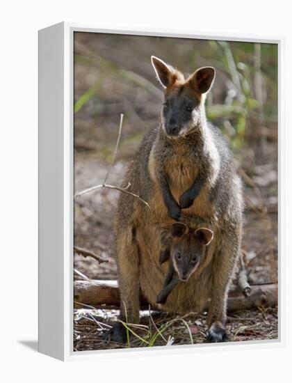 Victoria, A Wallaby and Her Joey on Phillip Island, Australia-Nigel Pavitt-Framed Premier Image Canvas