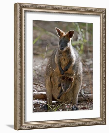 Victoria, A Wallaby and Her Joey on Phillip Island, Australia-Nigel Pavitt-Framed Photographic Print