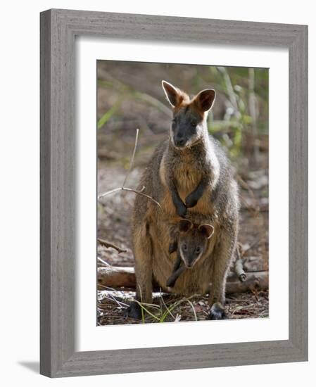 Victoria, A Wallaby and Her Joey on Phillip Island, Australia-Nigel Pavitt-Framed Photographic Print