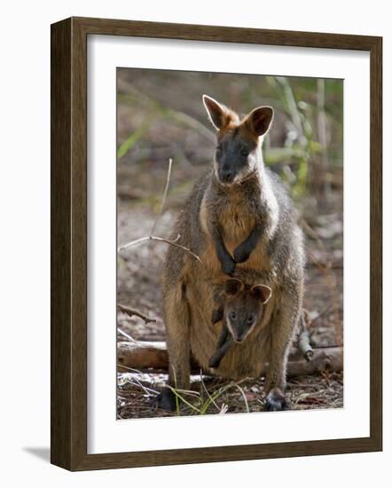 Victoria, A Wallaby and Her Joey on Phillip Island, Australia-Nigel Pavitt-Framed Photographic Print