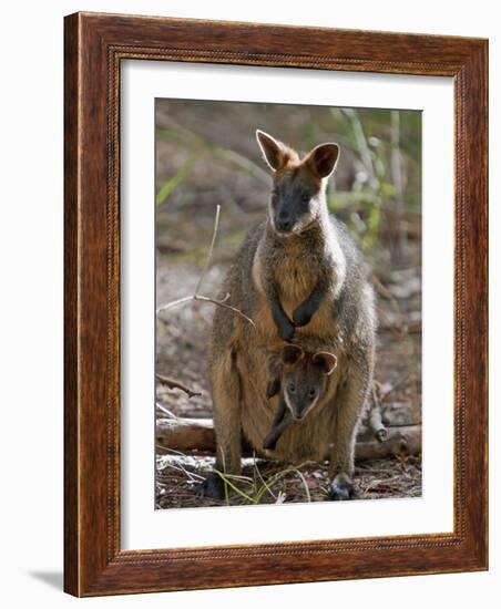 Victoria, A Wallaby and Her Joey on Phillip Island, Australia-Nigel Pavitt-Framed Photographic Print